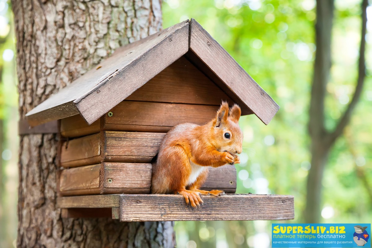 [Елена Веселаго] Баланс_ Дом и дело (2020)_0.jpg